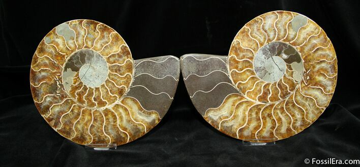 Huge Inch Split Ammonite Pair #1294